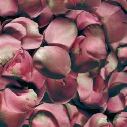 Jambinai : Difference